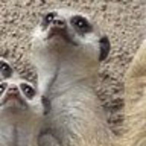 Meet your Posher, Janine